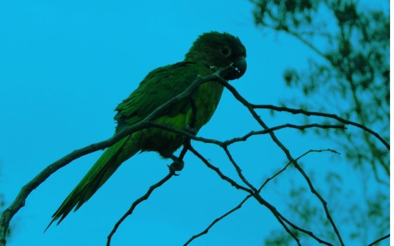 Birdwatching near Bogota